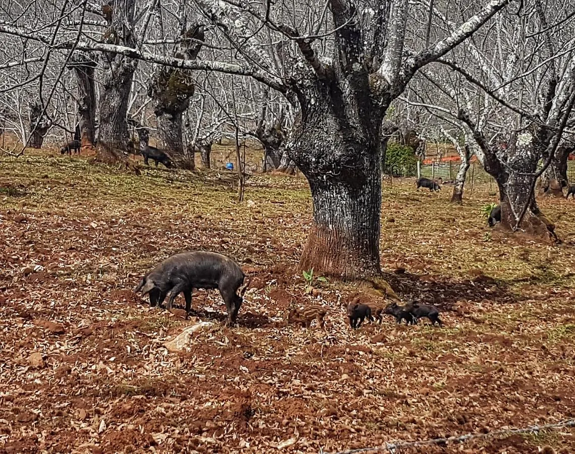 Finca La Virinuela (Adults Only) Galaroza Spain