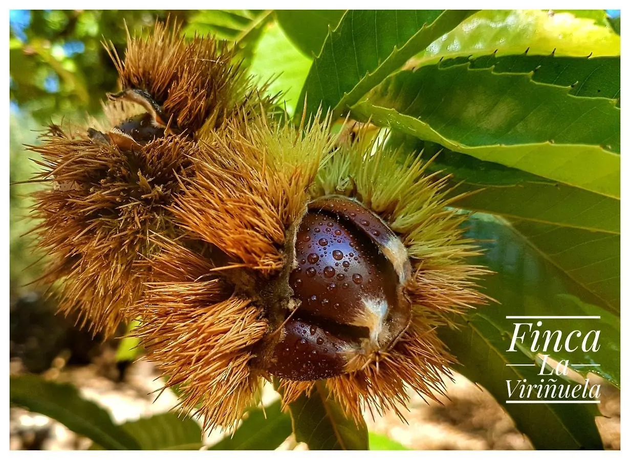 Finca La Virinuela (Adults Only) Galaroza